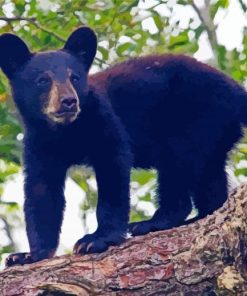 Black Bear Cub paint by number