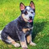 Blue Heeler Puppy paint by number
