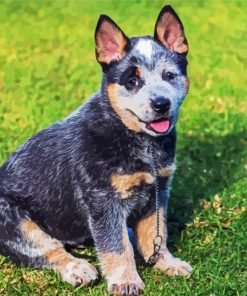 Blue Heeler Puppy paint by number