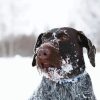 Brown Wire Haired Dog In Snow paint by number
