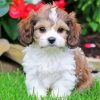Cute Cavachon Dog paint by number
