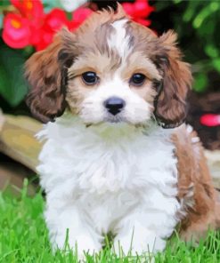 Cute Cavachon Dog paint by number