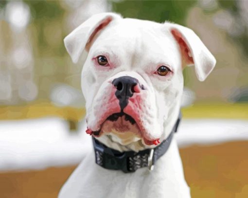 Deaf White Boxer paint by number
