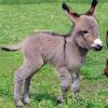 Grey Mini Donkey paint by number