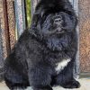 Little Newfoundland Puppy paint by number