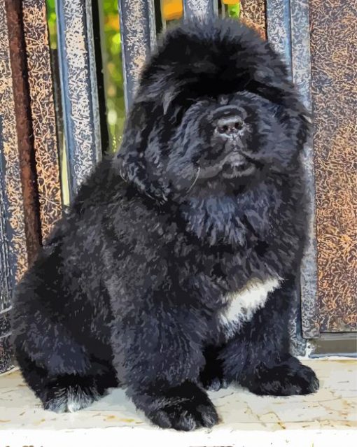 Little Newfoundland Puppy paint by number