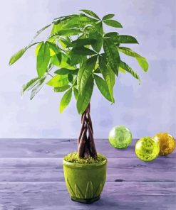 Money Tree Decoration paint by number