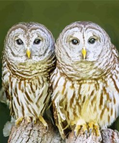 Owl Couple Love paint by number