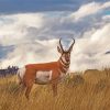 Pronghorn Wild Animal paint by number
