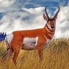 Pronghorn Animal paint by number