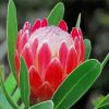 Red Proteas Flower paint by number