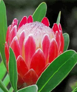 Red Proteas Flower paint by number