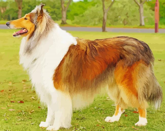 Rough Collie Dog paint by number