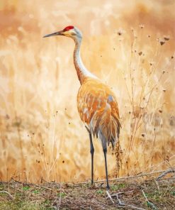 Sandhill Crane paint by number