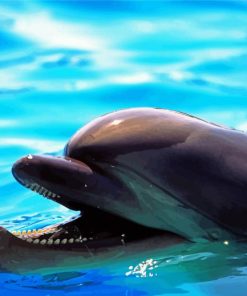 Smiling Dolphin paint by number