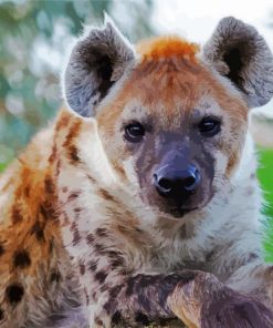 Spotted Hyena paint by number