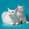White Cat And Kitten paint by number