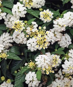 White Lantanas Flowers paint by number