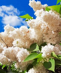 White Lilac Flowering Plant paint by number