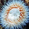 White Sea Anemone paint by number