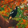 Australian Magpies Bird paint by number
