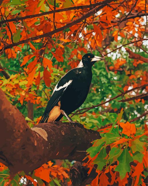 Australian Magpies Bird paint by number
