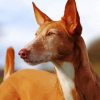 Close Up Podenco Dog paint by number