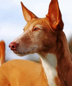 Close Up Podenco Dog paint by number