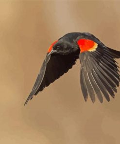 Flying Red Winged Blackbird paint by number