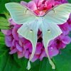 Luna Moth On Flower paint by number