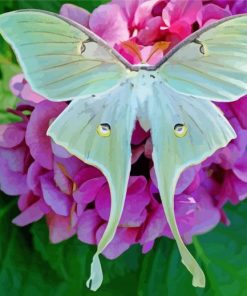 Luna Moth On Flower paint by number