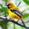 Yellow Oriole Bird paint by number