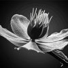 Black And White Hellebore paint by number