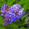 Blue Wisteria Plant paint by number