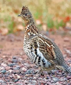 Ruffed Grouse paint by number