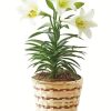 White Easter Lilies paint by number