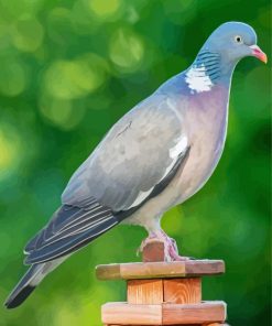 Common Wood Pigeon Bird paint by number