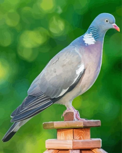 Common Wood Pigeon Bird paint by number