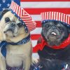 Patriotic Dogs paint by number