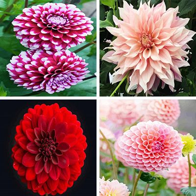 Dahlia Flowers Paint By Numbers