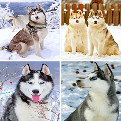Husky Paint By Numbers