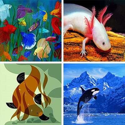 Sea Creatures Paint By Numbers