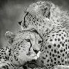 Black And White Cheetahs paint by numbers