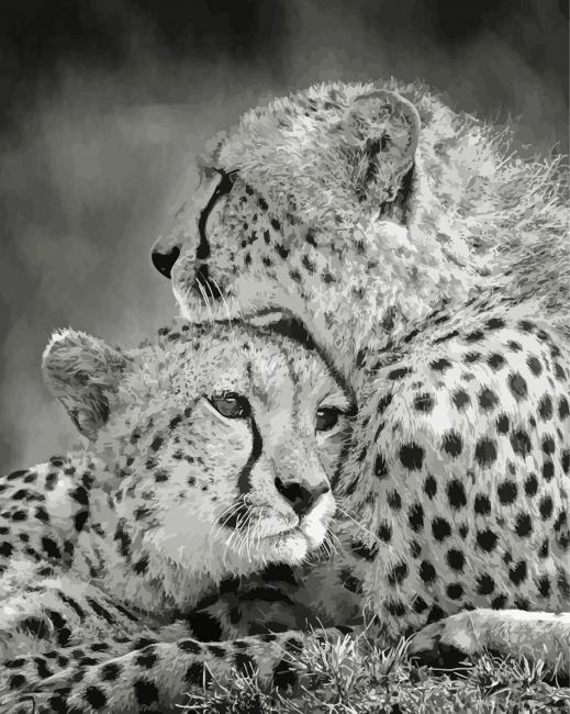 Black And White Cheetahs paint by numbers