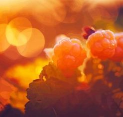 Cloudberry With Sun Rays Paint by Numbers