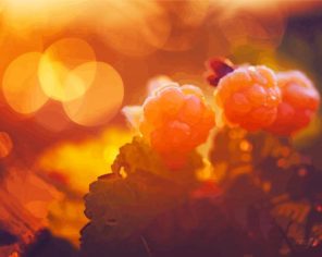 Cloudberry With Sun Rays Paint by Numbers