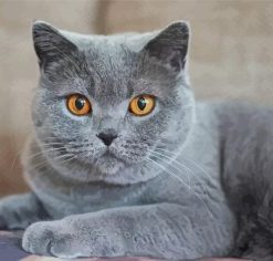 Grey Cat With Orange Eyes Pet Paint by Numbers
