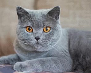 Grey Cat With Orange Eyes Pet Paint by Numbers