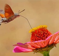 Hummingbird Hawk Moth On Flower Paint by Numbers