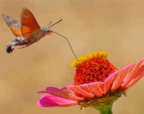 Hummingbird Hawk Moth On Flower Paint by Numbers